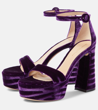 Gianvito Rossi Zebra Velvet Platform Sandals In Purple