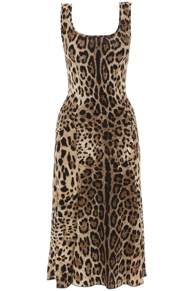 Shop Dolce & Gabbana Leopard Print Jersey Midi Dress