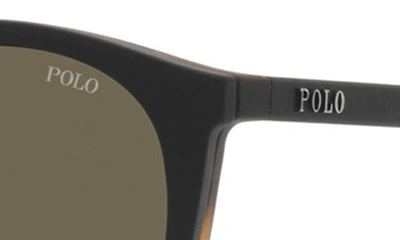 Polo 50mm Phantos Optical Glasses In Matte Havana