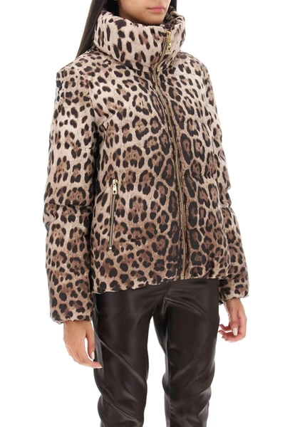 Shop Dolce & Gabbana Leopard Print Short Puffer Jacket