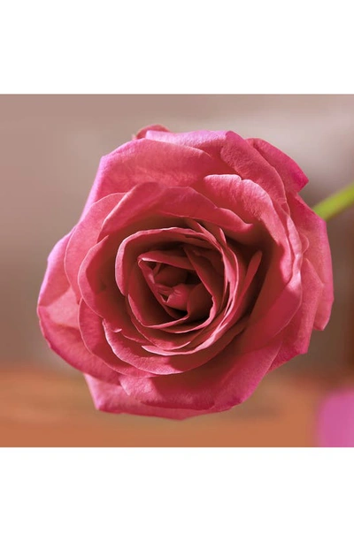 Christophe Robin Volumizing Conditioner With Rose Extracts