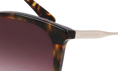 Shop Longchamp 55mm Gradient Tea Cup Sunglasses In Dark Havana