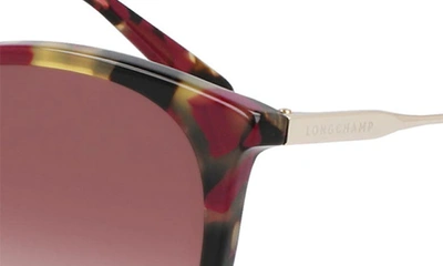Longchamp 55mm Gradient Tea Cup Sunglasses In Red Havana