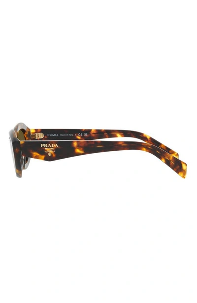 Prada Catwalk Cat-eye Acetate Sunglasses In Dark Brown