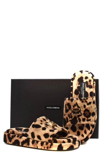 Shop Dolce & Gabbana Brown Leo Slides
