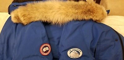 Pre-owned Canada Goose Latest Grey Label Polar Bear  Blue Label Pbi Chilliwack Small Parka In Royal Blue (polar Bear Limited Edition) Pbi