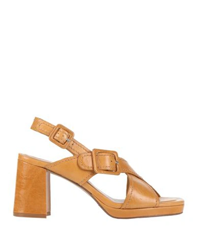 Shop Elvio Zanon Woman Sandals Ocher Size 7 Leather In Yellow