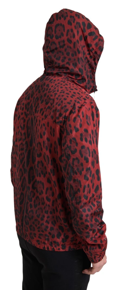 Shop Dolce & Gabbana Red Leopard Hooded Bomber Men's Jacket