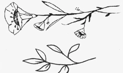 Inked By Dani Wild Thing Temporary Tattoos In Black