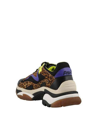 Ash Addict Leo Print Calf Hair Sneakers In Multicolor