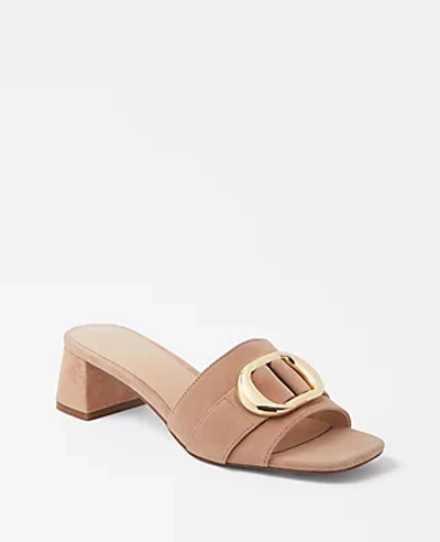 Shop Ann Taylor Buckle Strap Suede Sandals In Dominican Sand