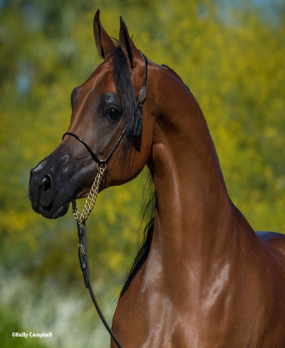 Shop Breyer Horses Rd Marciea Bey, Champion Arabian In Multi