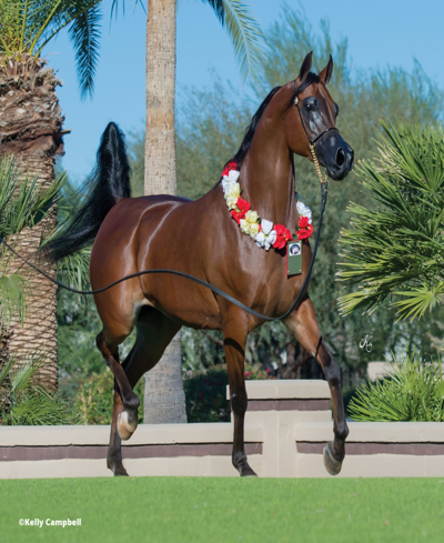 Breyer Horses Rd Marciea Bey, Champion Arabian In Multi