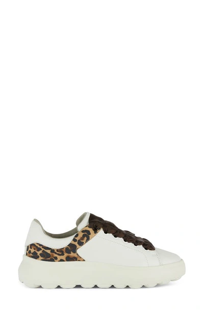 Shop Geox Spherica Sneaker In White/ Brown