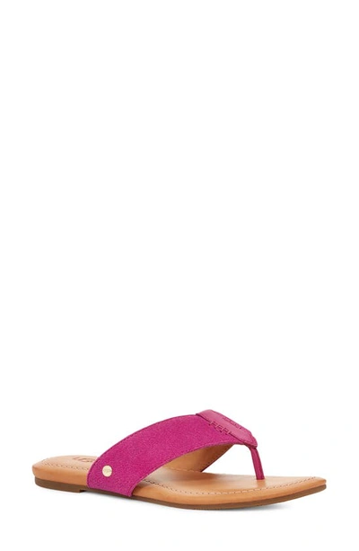 Shop Ugg ® Carey Flip Flop In Dragon Fruit