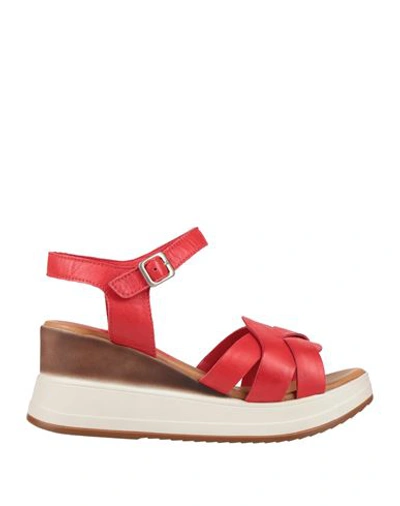 Shop Sofia Mare Woman Sandals Red Size 7 Leather