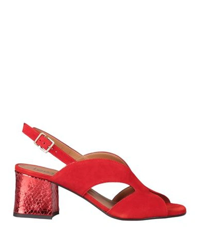 Shop Le Gazzelle Woman Sandals Red Size 6 Leather