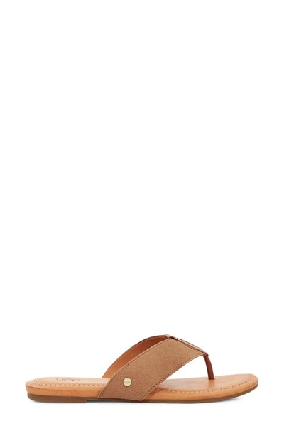 Ugg Carey Flip Flop In Chestnut