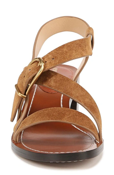 Veronica Beard Etta Strappy Leather Buckle Sandals In Hazelwood