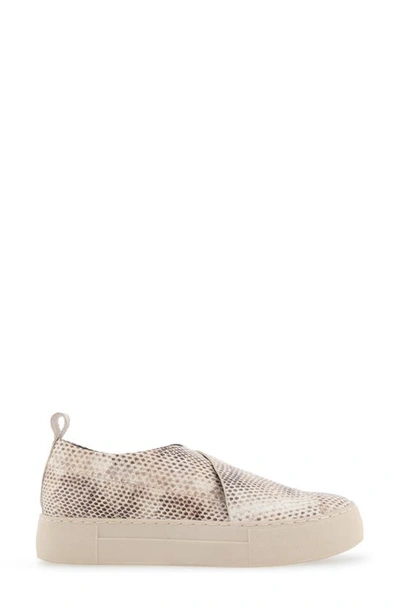 Shop Aerosoles Brighton Slip-on Sneaker (women In Roccia Snake Print Leather