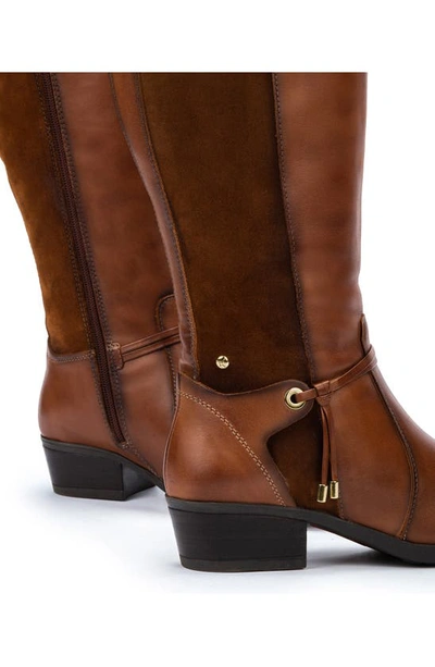 Shop Pikolinos Daroca Knee High Riding Boot In Cuero