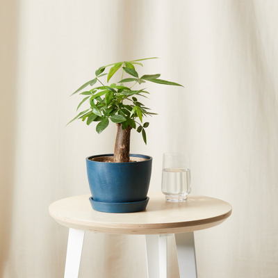 Shop Bloomscape Mini Money Tree With Pot In Blue