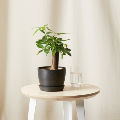 Shop Bloomscape Mini Money Tree With Pot In Grey