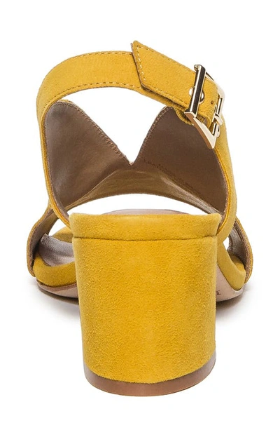 Shop Bernardo Footwear Bedford Slingback Pump In Ochre