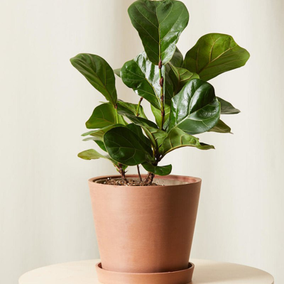 Shop Bloomscape Little Fiddle Leaf Fig Plant With Pot In Brown