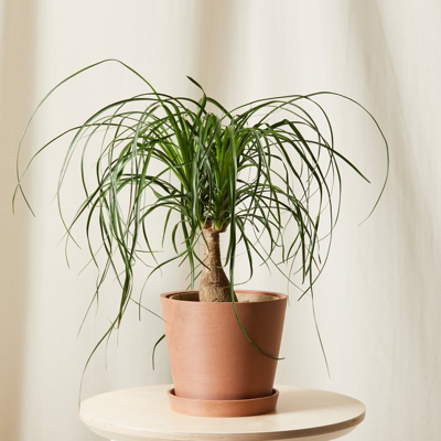 Shop Bloomscape Ponytail Palm In Brown