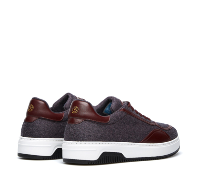 Shop Barracuda Sneaker In Vinaccio