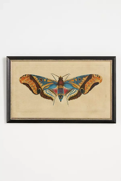 Shop Wendover Art Group Crackled Moth Wall Art