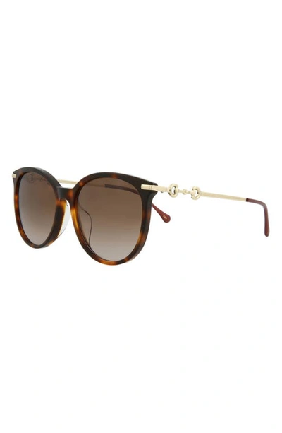 Gucci 56mm Cat Eye Sunglasses In Havana Gold Red