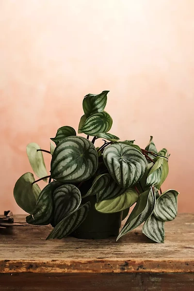 Terrain Watermelon Peperomia