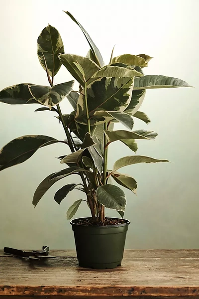 Shop Terrain Ficus Tineke