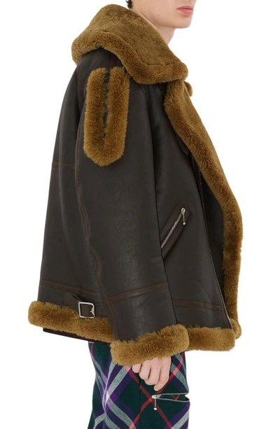 Shop Burberry Genuine Shearling & Leather Aviator Jacket In Otter