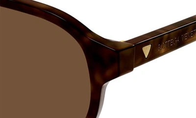 Shop Bottega Veneta 55mm Pilot Sunglasses In Havana