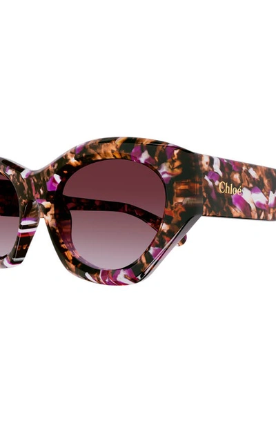 Shop Chloé 53mm Gradient Cat Eye Sunglasses In Havana