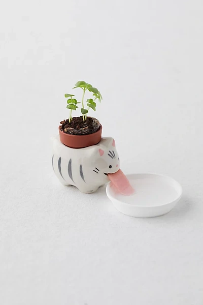 Shop Urban Outfitters Cat Herb Planter Set In Assorted At