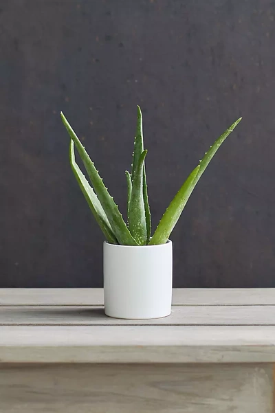 Shop Terrain Aloe Plant, White Ceramic Pot