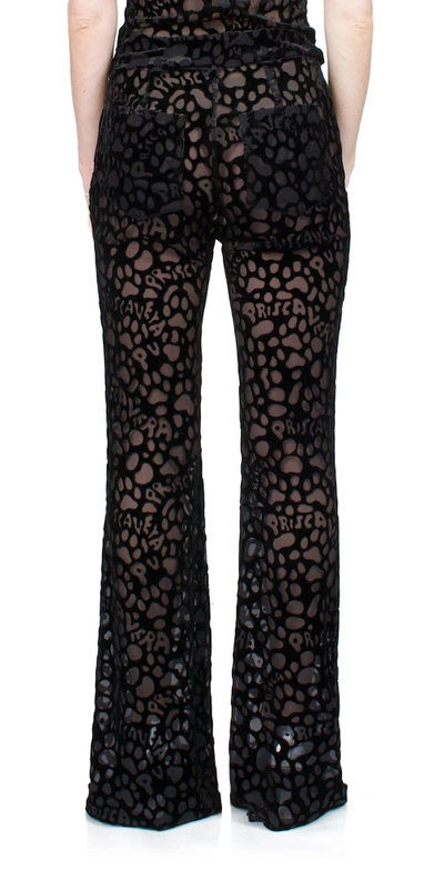 Priscavera Pv Paws Fitted Flared Pants In Black