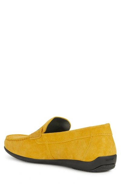 Shop Geox Ascanio Loafer In Yellow