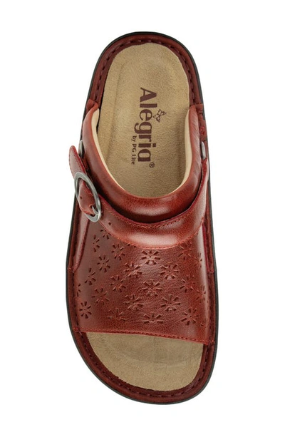 Shop Alegria By Pg Lite Klover Platform Sandal In Garnet