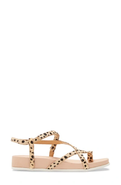 Shop Dolce Vita Rhyan Sport Sandal In Leopard Calf Hair