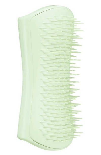 Shop Tangle Teezer Puppy Grooming Dog Brush In Mint