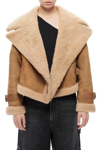 Shop Shoreditch Ski Club Daia Belted Genuine Shearling & Leather Moto Jacket In Camel