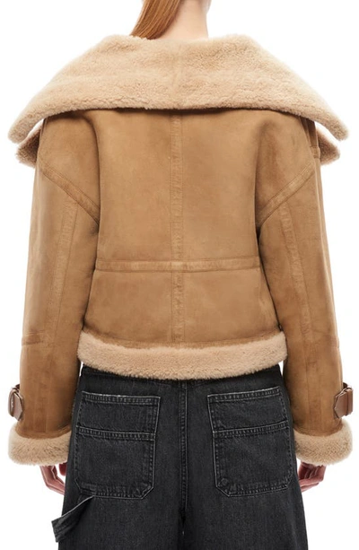 Shop Shoreditch Ski Club Daia Belted Genuine Shearling & Leather Moto Jacket In Camel