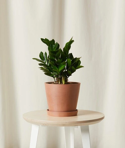 Shop Bloomscape Zz Plant In Brown