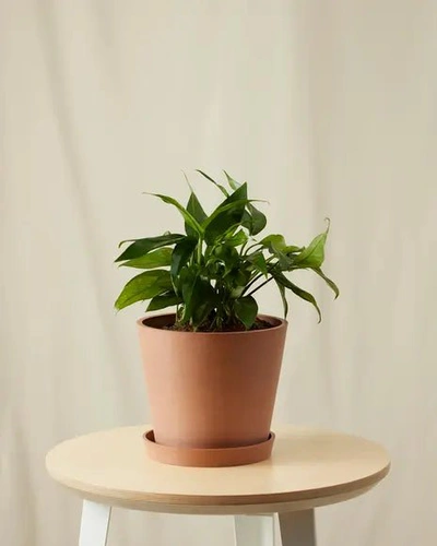 Shop Bloomscape Baltic Blue Pothos Plant With Pot In Brown
