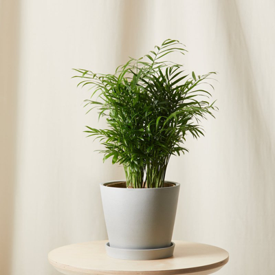 Shop Bloomscape Parlor Palm In White